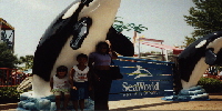 in Sea World, Orlando, Florida, USA
